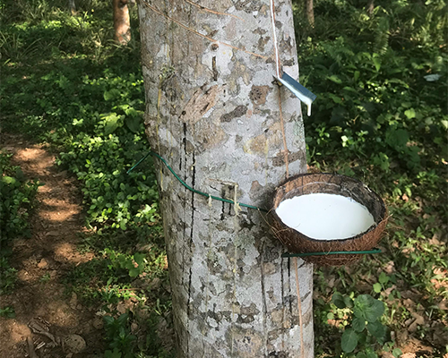 巴西橡胶检测